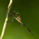Somatochlora flavomaculata